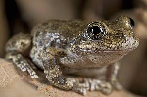 A California tree frog (Pseudacris cadaverina), California, USA; frog perched on some leaves 