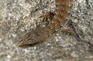 A juvenile San Diego alligator lizard, (Elgaria multicarinata webbii), California, USA; lizard sitting on a boulder 
