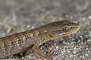 A juvenile San Diego alligator lizard (Elgaria multicarinata webbii), California, USA; lizard sitting on a boulder 