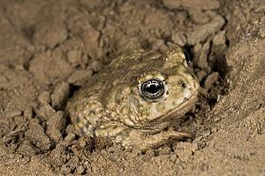 An endangered Arroyo toad (Bufo californicus), California, USA; toad burying itself 