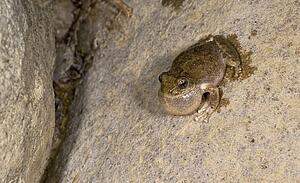 California tree frog, (Pseudacris cadaverina); frog calling by a stream