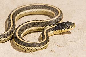Coast garter snake, (Thamnophis elegans terrestris); snake on the ground