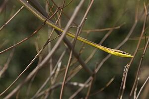 Brown vine snake (Oxybelis aeneus); snake in twigs