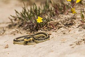 Coast garter snake (Thamnophis elegans terrestris)