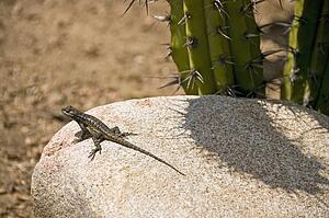 A Great Basin fence lizard (Sceloporus occidentalis longipes) basking on a boulder 