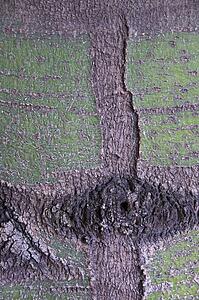 The bark of a tree