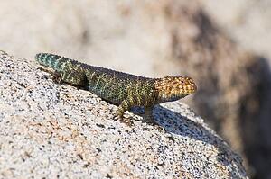 A granite spiny lizard (Sceloporus orcutti) basking on a granite boulder 