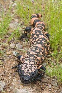 Sonoron desert, Arizona, USA; A gila monster (Heloderma suspectum) crawling across the desert floor 