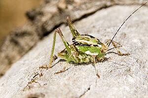 A shield-backed katydid (Neduba ovata) crawling across a Joshua tree 