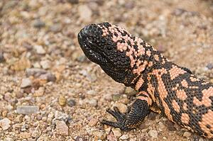 A gila monster (Heloderma suspectum suspectum) crawling across the Sonoran desert floor 