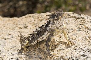 A coast horned lizard (Phrynosoma coronatum) basking on a boulder 