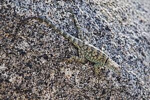 A banded rock lizard (Petrosaurus mearnsi) basking on a boulder