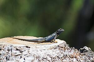 Great Basin fence lizard (Sceloporus occidentalis longipes) 