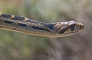 Great Basin gopher snake (Pituophis catenifer deserticola)