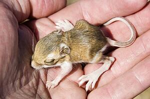 A baby chisel-toothed kangaroo rat (Dipodomys microps) being held in a hand 