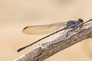A Damselfly (Zygoptera) perched on a branch 