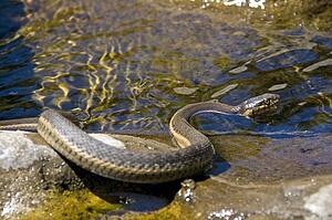 A two-striped garter snake (Thamnophis hammondii) basking on a rock along a stream 