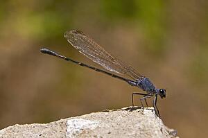 A damselfly (Zygoptera) perched on a boulder 