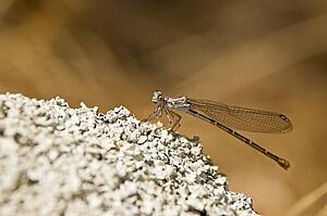 A damselfly (Zygoptera)