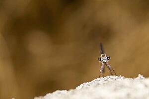 A damselfly (Zygoptera) perched on a boulder 