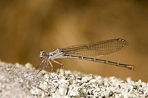 A damselfly (Zygoptera) 