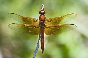 A red skimmer dragonfly perched on a branch 