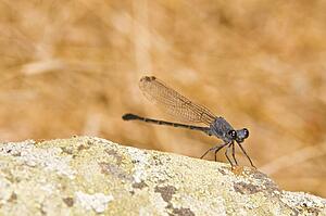 A damselfly (Zygoptera) 
