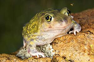 A Couch's spadefoot toad (Scaphiopus couchi) sitting on a boulder 