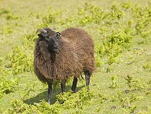 Black sheep (ovis aries)