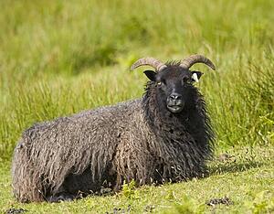 Black sheep (Ovis aries)