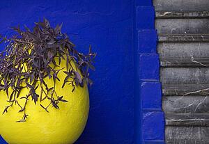 A vivid combination of colour and texture at the Marjorelle Gardens in Marrakech, Morocco 