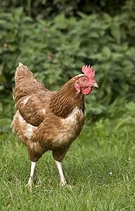 Chicken in a field