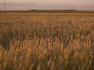 British Columbia, Canada; Wheat crop