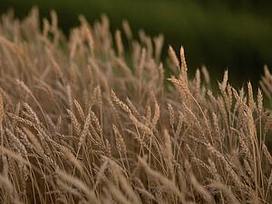 British Columbia, Canada; Wheat crop