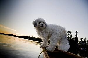 Lake Of The Woods, Ontario, Canada; White dog standing in row boat on lake