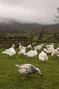 Yorkshire, England; Geese grazing in a farmyard