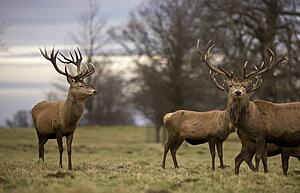 Yorkshire, England; Deer standing in a field