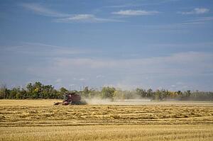 Combine harvesting wheat field