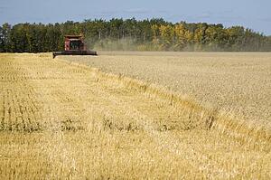 Combine harvesting wheat field