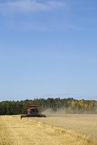 Combine harvesting wheat field