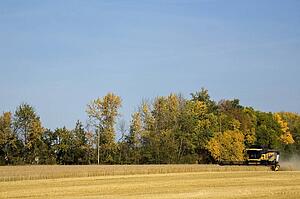 Combine harvesting wheat field
