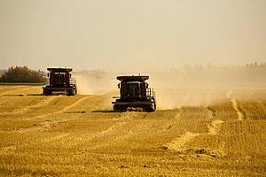 Combine harvesting wheat field