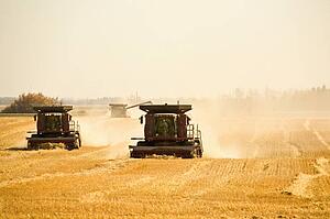 Combine harvesting wheat field