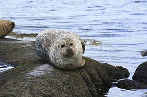 Glengarriff, Co Cork, Ireland; Seal lounging on a rock