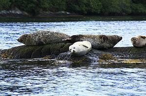 Glengarriff, Co Cork, Ireland; Group of seals lounging on rocks