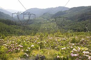 Power lines and wildflowers, Oregon, USA 