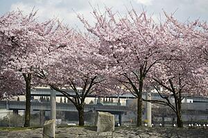 Spring blossoms along the Portland Waterfront, Oregon, USA 