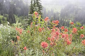 Wildflowers, Mount Rainier National Park, Washington State, USA