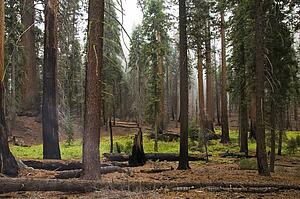 Sequoia National Park, California, USA 