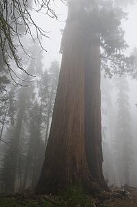 Sequoia National Park, California, USA; Forest with fog